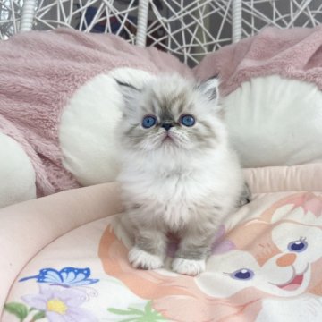 エキゾチックロングヘア【千葉県・女の子・2024年2月6日・シールリンクスポイント（ふわふわ）】の写真「親猫外産　珍しい被毛　大きな目ちょう可愛い」